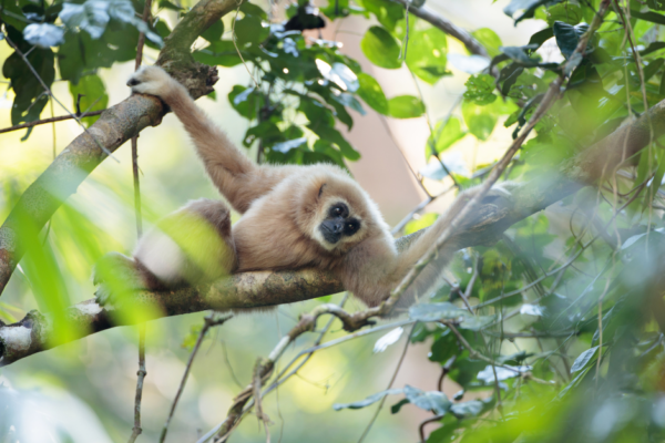 2 Day Gibbon, Wildlife and Cultural Adventure