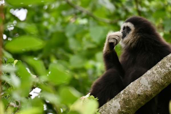 2 Day Gibbon, Wildlife and Cultural Adventure