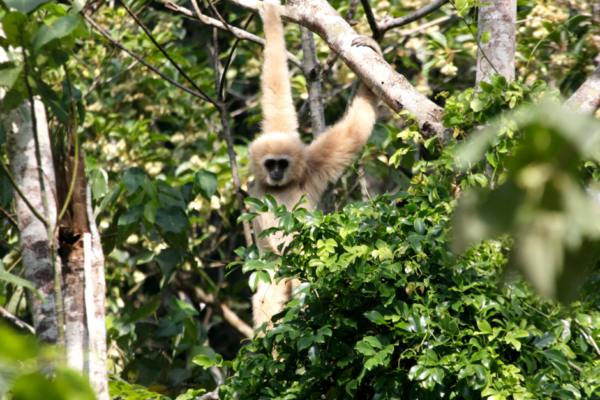 2 Day Gibbon, Wildlife and Cultural Adventure