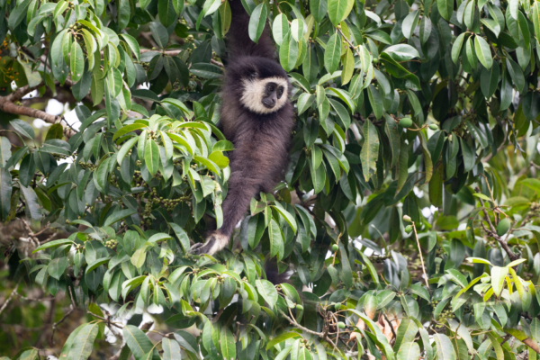 3 day Wild Gibbon and Cultural Adventure