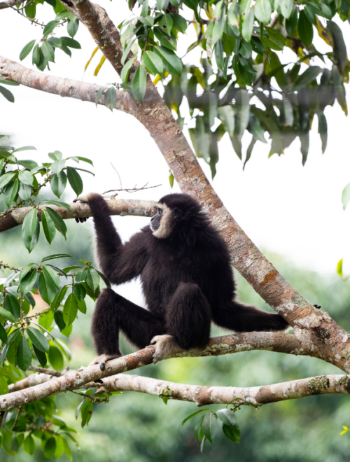 2 Day Gibbon, Wildlife and Cultural Adventure