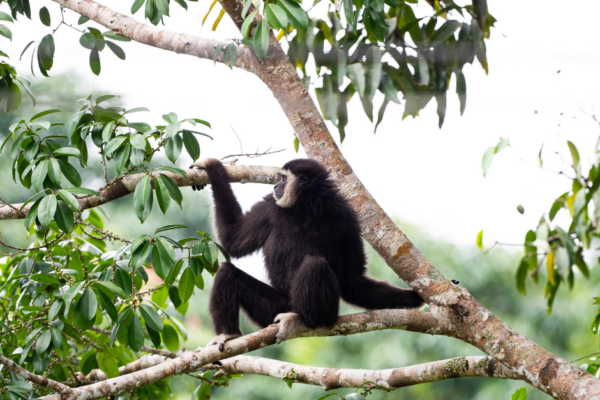 2 Day Gibbon, Wildlife and Cultural Adventure