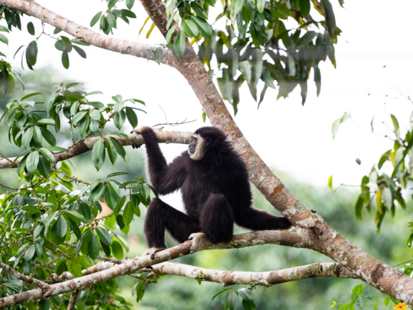 2 Day Gibbon, Wildlife and Cultural Adventure
