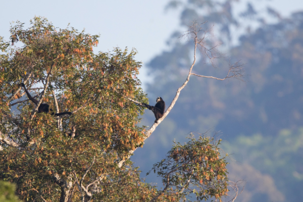 3 day Wild Gibbon and Cultural Adventure
