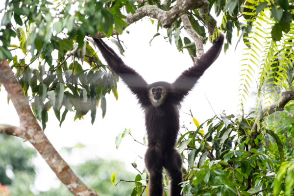 2 Day Gibbon, Wildlife and Cultural Adventure