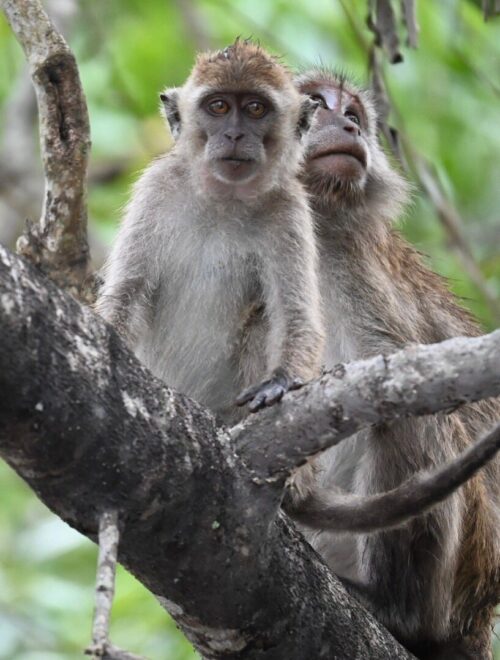Proboscis Monkey & Fireflies Mangrove River Cruise Tour