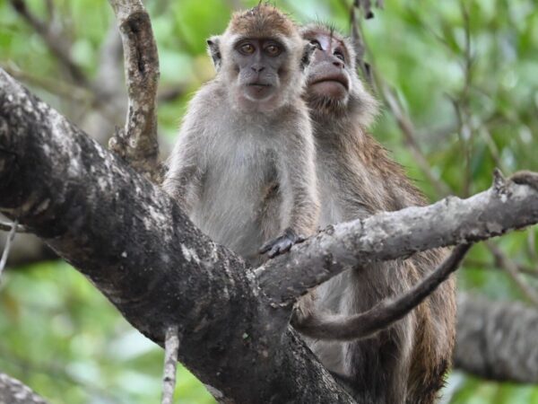 Proboscis Monkey & Fireflies Mangrove River Cruise Tour