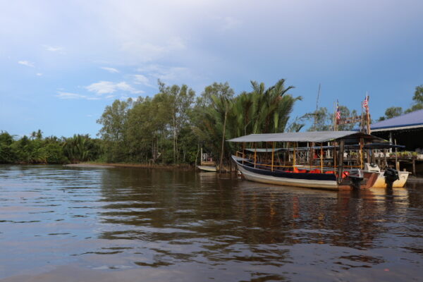 Proboscis Monkey & Fireflies Mangrove River Cruise Tour