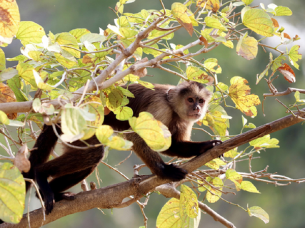 Monteverde