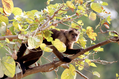 Monteverde
