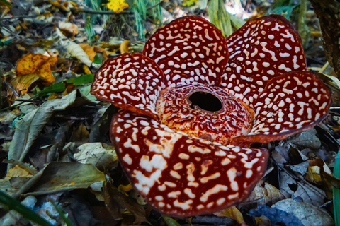 Sabah